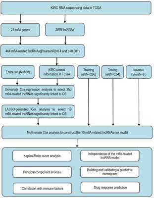 Construction of a Prognostic Model for KIRC and Identification of Drugs Sensitive to Therapies - A Comprehensive Biological Analysis Based on m6A-Related LncRNAs